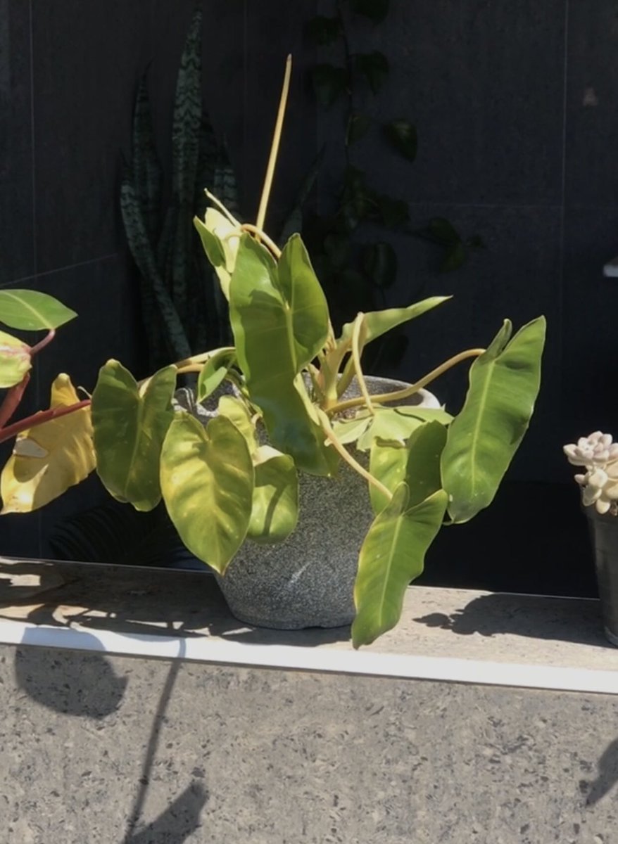 Nakalonga tweet media