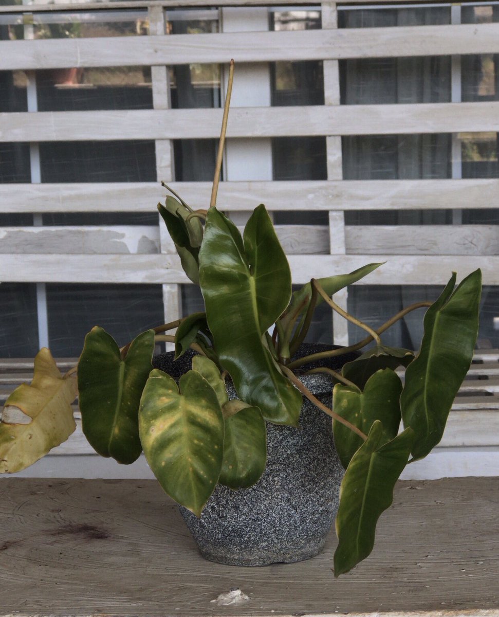 Nakalonga tweet media