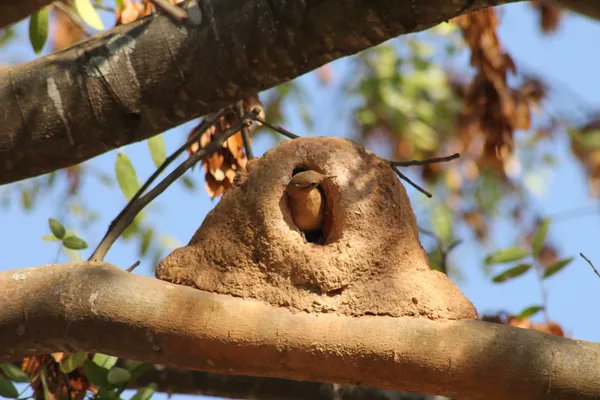 terradagente's tweet photo. Pesquisa conduzida em Brasília revela caso inédito de monogamia duradoura entre passeriformes e aponta sinais de envelhecimento em casal que manteve território por uma década. Confira: https://t.co/7gyR36uyLe #terradagente #estudo #pesquisa #joaodebarro #aves #animais #natureza https://t.co/pMaLpMTbUP