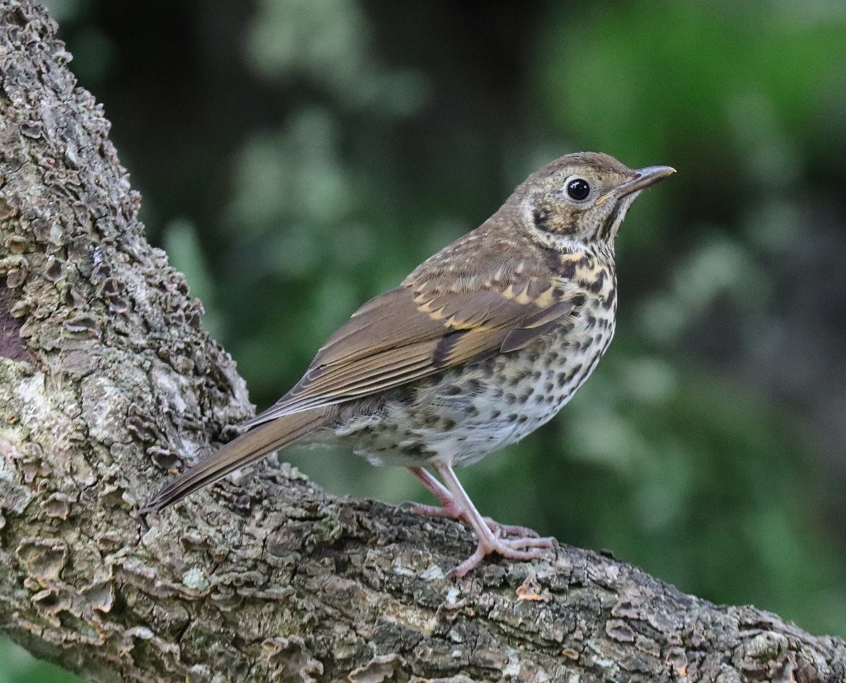 Song Thrush taken at Llanelltyd, Wales. <a href="/Natures_Voice/">RSPB</a> <a href="/NatureUK/">NatureUK</a> <a href="/Britnatureguide/">The British Nature Guide</a> #BirdsSeenIn2025 #NaturePhotography