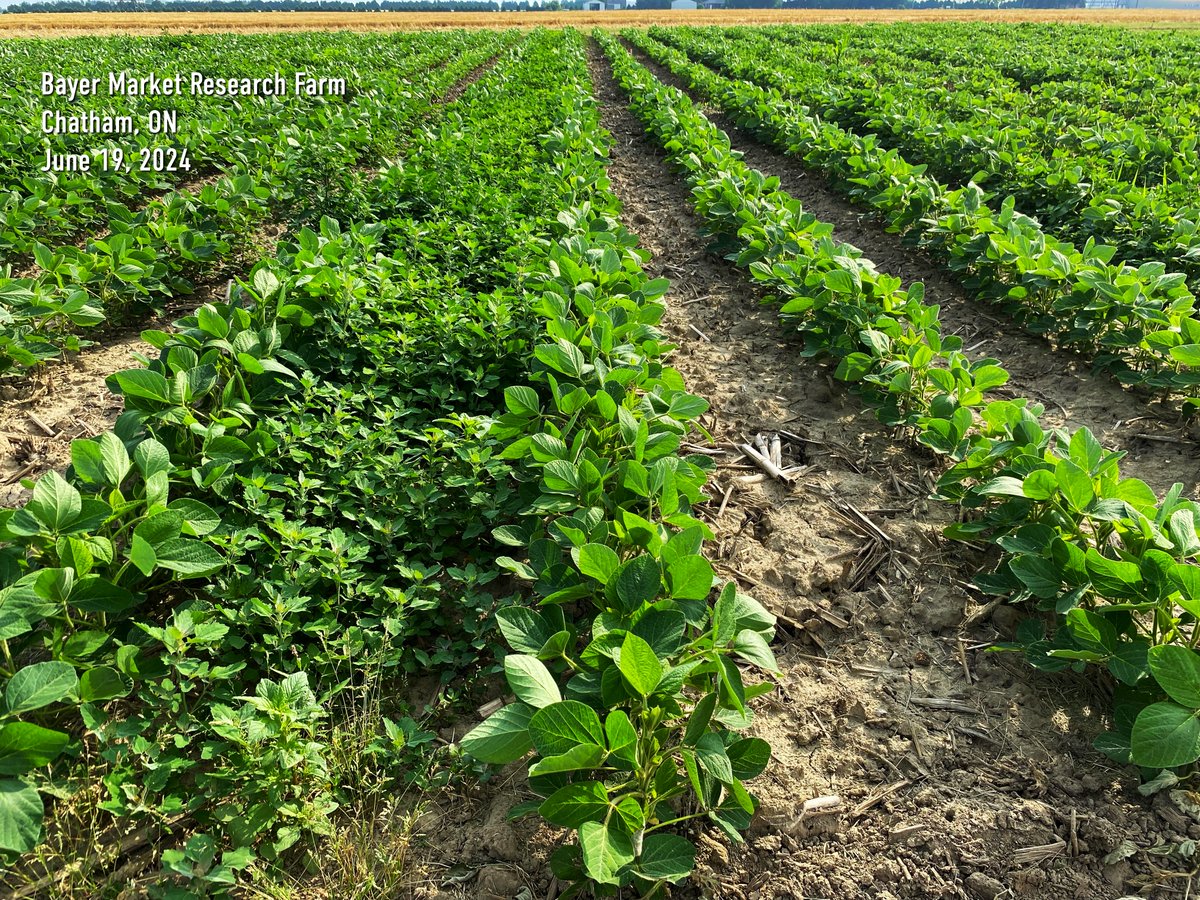 Untreated (left) vs. #RoundupXtend2 + Glufosinate (right)... that's outstanding weed control! 👍

Growing #XtendFlex soybeans? Find application timing &amp; tips: bit.ly/4eol3qT #RRXCS #CdnAg