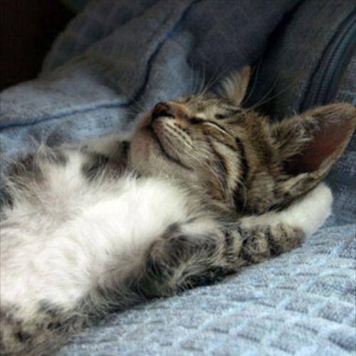 Как я ложусь сегодня в кровать, зная что Володенька ебнул нахуй поганого Рубинштейна🥰