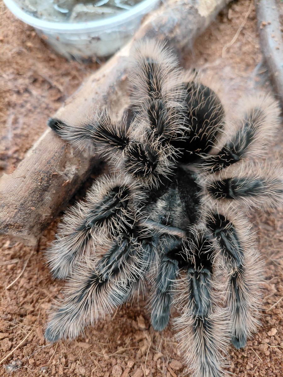 🌎🕷️Campers meet insects and arthropods from around the globe, learning about their unique characteristics, &amp; their contributions to the planet.   Pictured: Glow Spotted Cockroach - native to Venezuela &amp; Colombia | Honduran Curly Hair Tarantula - native to Costa Rica. 🪳🌎