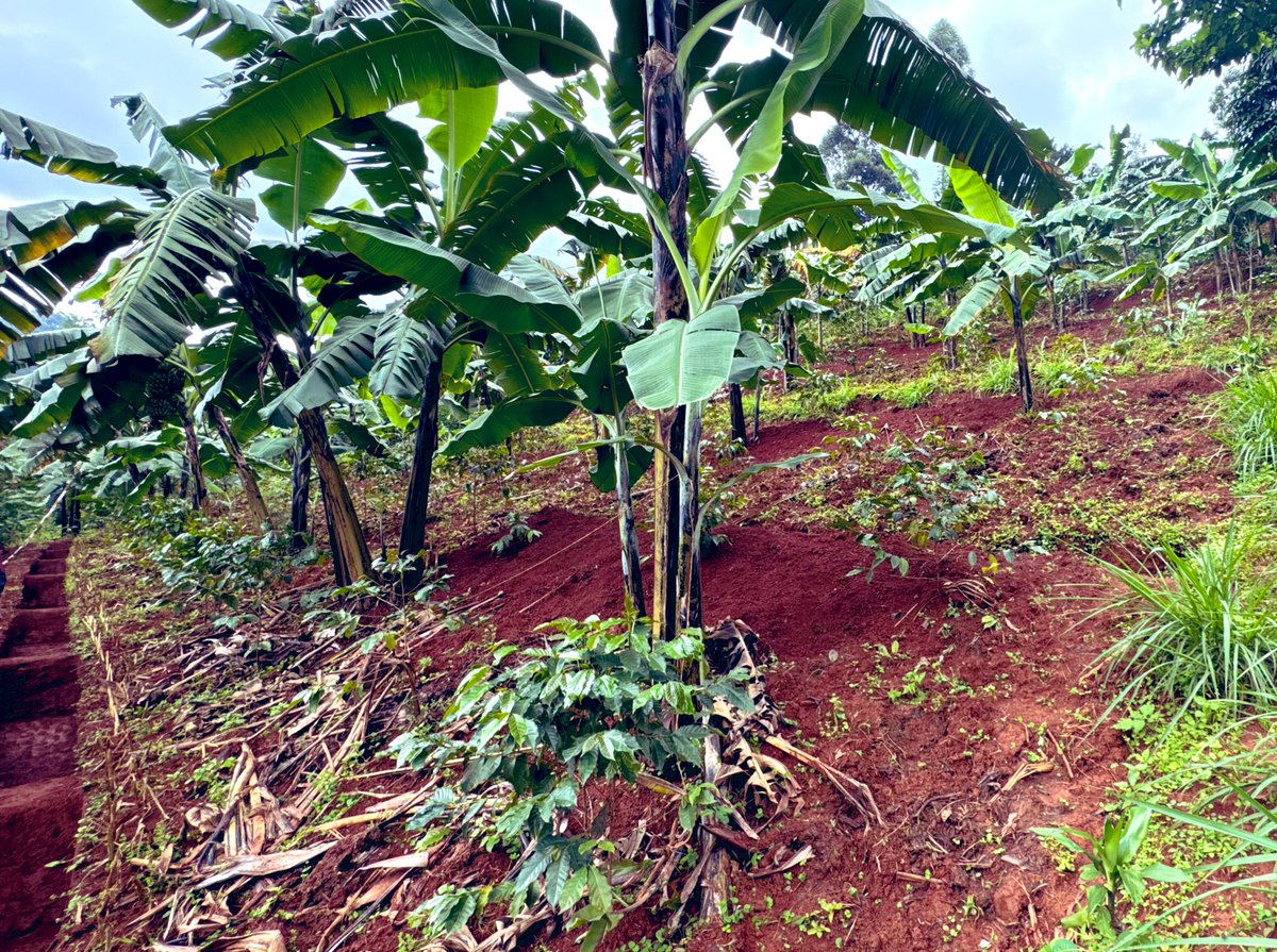 AgroExpertUg's tweet photo. Bududa people are not sleeping!
Sustainable Coffee-Banana Farming gaining momentum through training, empowerment & support of small holder farmers.
#bududa
#khakale
#sustainablecoffeefarming
#agroforestry https://t.co/YtzqYQmsvu