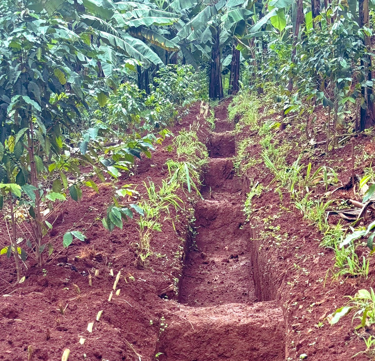 AgroExpertUg's tweet photo. Bududa people are not sleeping!
Sustainable Coffee-Banana Farming gaining momentum through training, empowerment & support of small holder farmers.
#bududa
#khakale
#sustainablecoffeefarming
#agroforestry https://t.co/YtzqYQmsvu