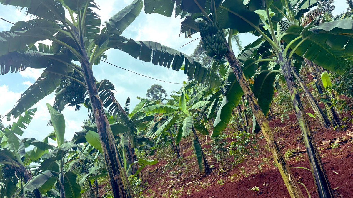 AgroExpertUg's tweet photo. Bududa people are not sleeping!
Sustainable Coffee-Banana Farming gaining momentum through training, empowerment & support of small holder farmers.
#bududa
#khakale
#sustainablecoffeefarming
#agroforestry https://t.co/YtzqYQmsvu