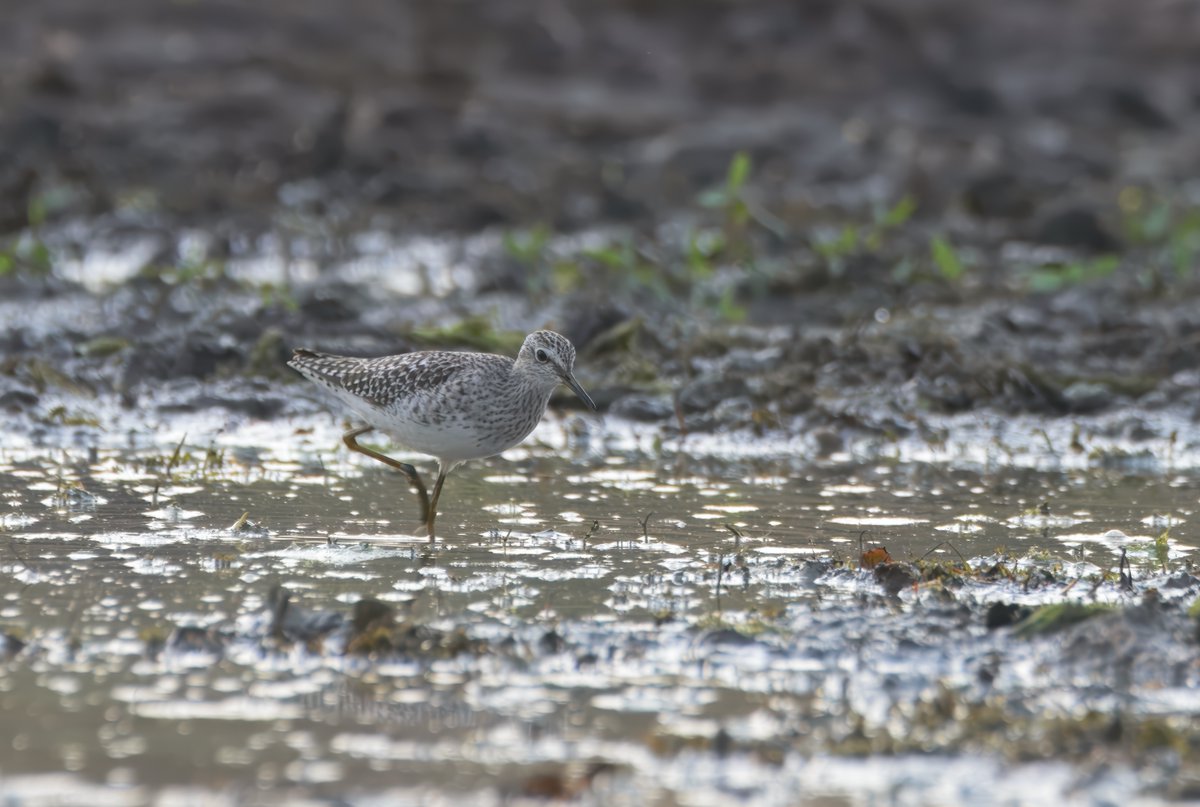 Thrush-sized Wood Sandpiper (वन बटन) has a white rump, tail-bobbing gait, strong eye stripe, and speckled back, unlike Green and Common Sandpipers.
birds.rekabira.in/2023/11/birds-…
#BirdsSeenIn2025 #BirdsOfIndia #IndiAves #ThePhotoHour #Birding #Birds #Jabalpur