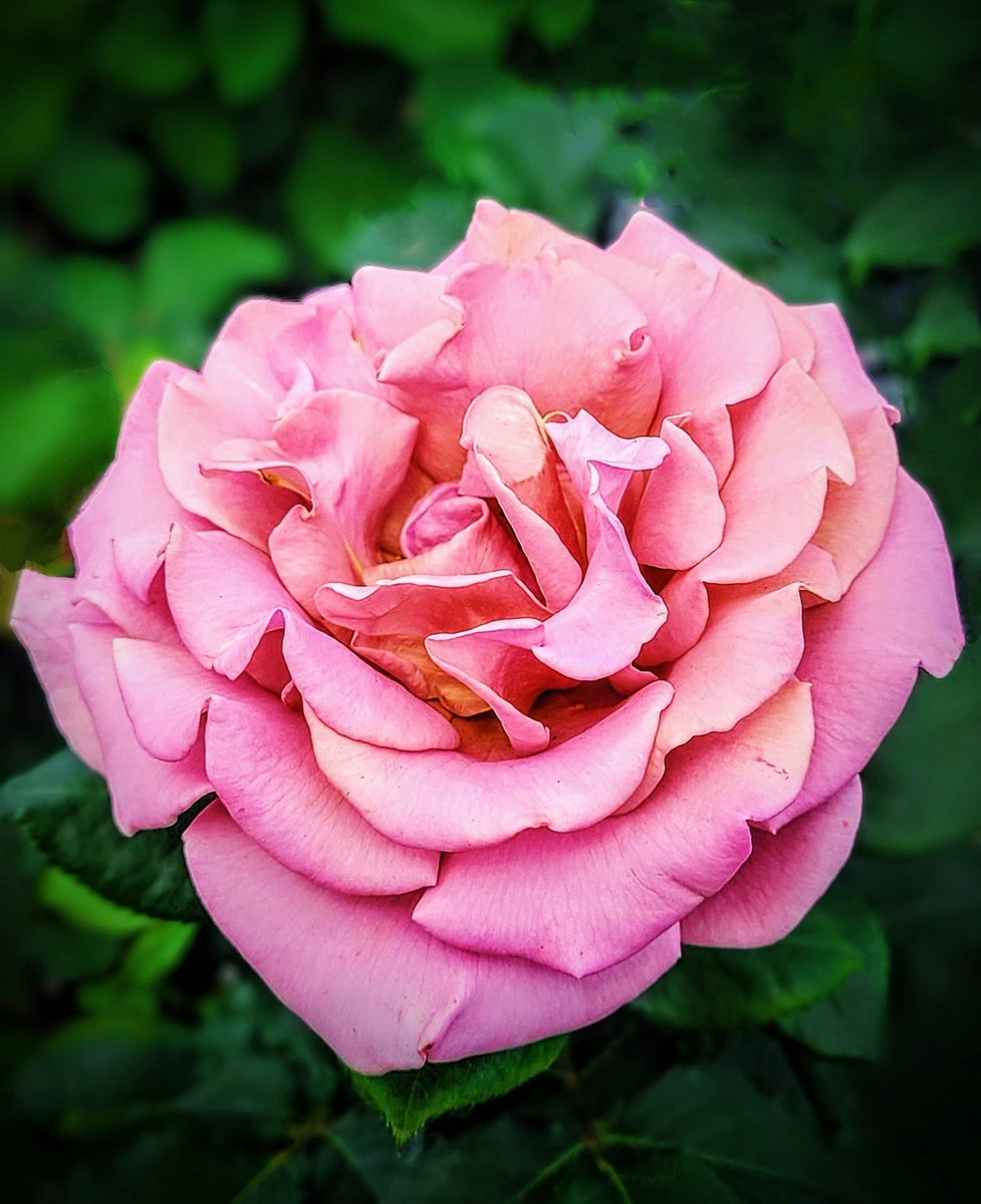 The soft beauty of Rose 'Koko Loco' brings a romantic glow to my summer garden.
💖💖💖
destinationcharming.com 
#rose #rosewednesday #flowerphotography