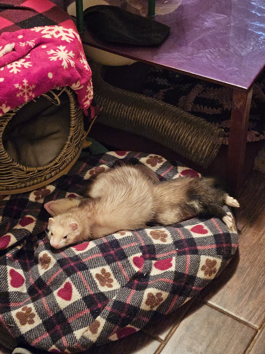 CrimFerret's tweet image. 🐾💜🐾💜🐾
Émile Dookheim &amp;amp; Arson
🐾💜🐾💜🐾