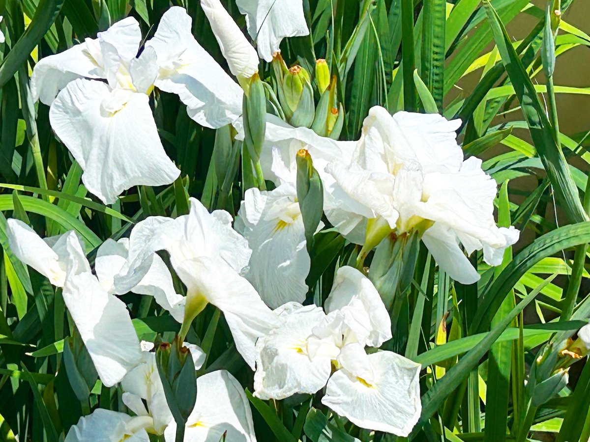 おはさやか
木曜日❥❥❥+:;;;:+

みんなGrok使ってる？
私はXでの困り事でたまに
このGrokの回答リンクを貼ると
インプが高くなるみたい⤴️

私は自力でって思うけど
新しいもの好きだからꉂ🤭
このポストで検証してみる
x.com/i/grok/share/s…

太宰府天満宮で見頃の菖蒲🪻⸝⸝꙳
白の菖蒲が綺麗♡