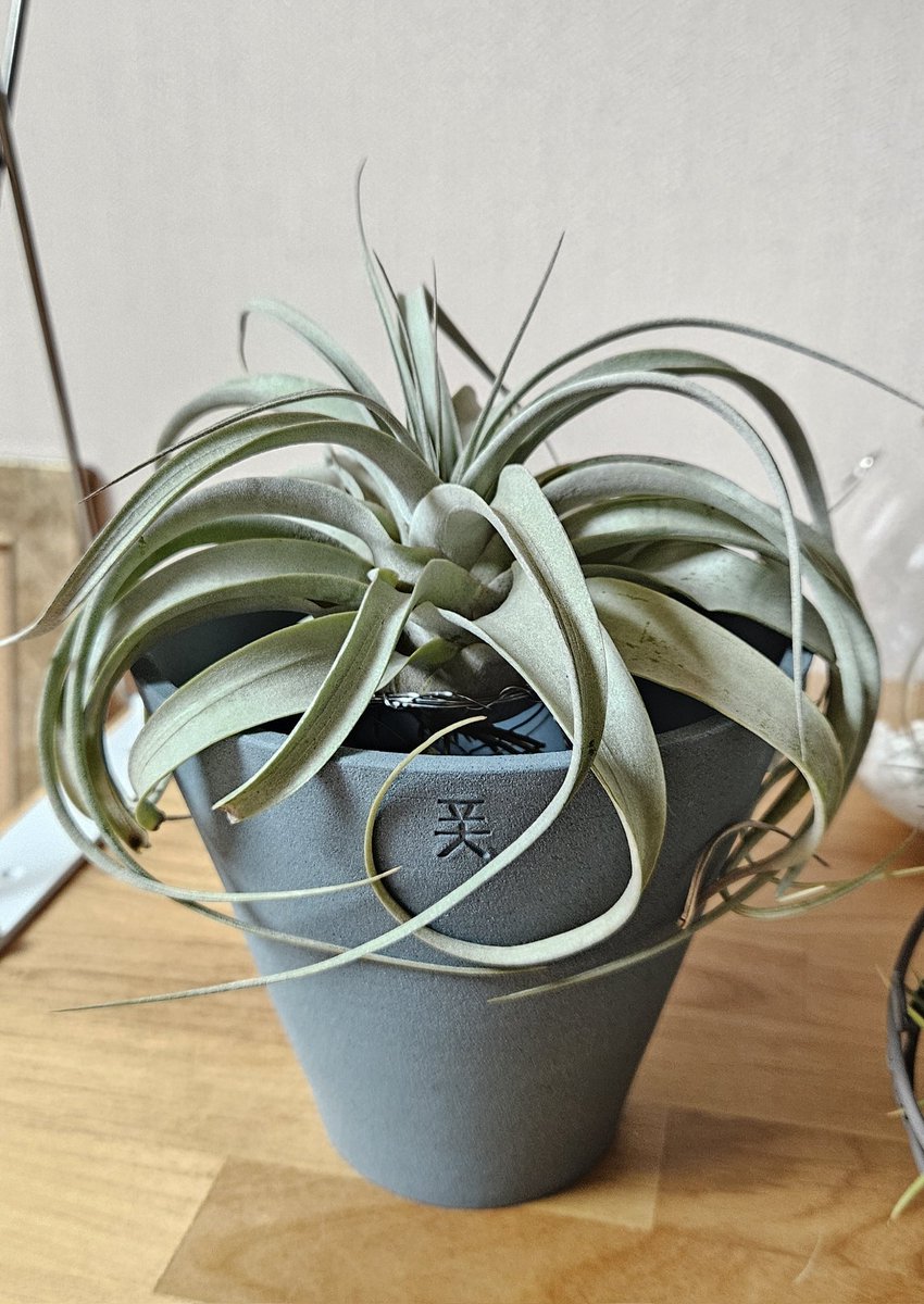 나의 비어있던 폿 화분이 세로그라피카의 집이 되었다.. 화분 색상이 너무 예뻐 몇 년 전에 구매했었는데 이런저런 일이 생겨 아무것도 못심고 빈 채로 놔뒀는데 얘꺼였나봄.. 잘 어울려☺️