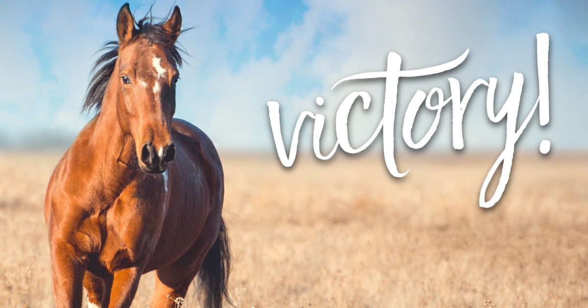 FoAorg's tweet image. A small win for wild horses! friendsofanimals.org/foa-continues-…