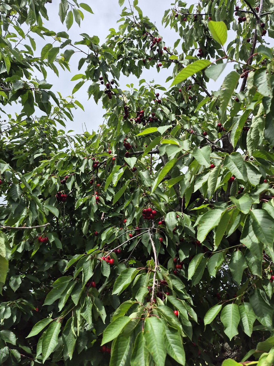 Sneaking out a few very early sweet red cherries. Our friends cherry orchard in Rock Glen should have u-pick open by the 28th! Pick while they are available. #ontag #eatontfood #eatlocal