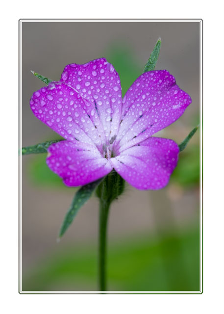 photos_dsmith's tweet photo. A #corncockle #flower after a #summer #rain #shower. This #plant is found in #gardens, #parks and #farms around the #UK and #Europe. It is a #bright #wildflower #flowerphotography #gardenphotography #macrophotography. For more #photography like this see https://t.co/VilcfnO0ps https://t.co/k5wxpuJoWW