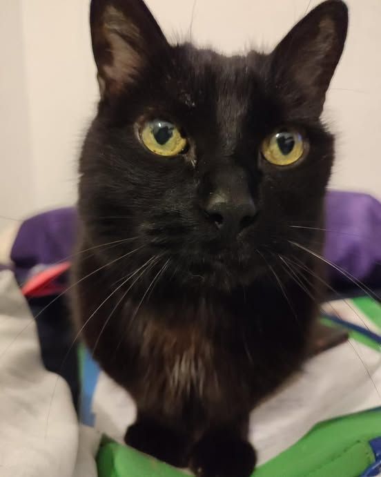 ZarpasyColmillo's tweet photo. Woody, todo un gato senior y lleno de amor, os solicita que le ayudéis a encontrar una familia que le dé todo el amor y los mimitos que se merece.
Conoce su historia en https://t.co/81fKBSppfe💌contacto@zarpasycolmillos.es
#zarpasycolmillos #cat #adopcion #protectoras https://t.co/hsvGzYeuLz