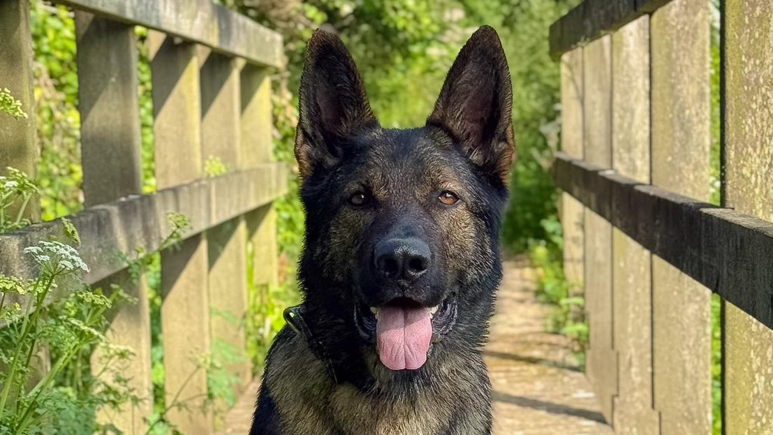 ThinBluePaw's tweet image. PD Saka from the Devon and Cornwall Police Dog Unit was hot on the heels of a suspect who decamped after making off from officers on a cloned motorcycle. Saka tracked from the bike into the woodlands, where the suspect attempted to hide before deciding to run, only to quickly…