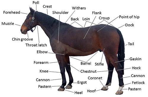 horseposter's tweet photo. #horse https://t.co/CTjdmQnPSu