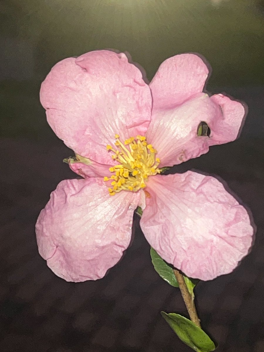 Happy Thursday #bloomscrolling