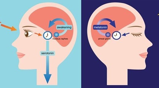 Comparación de la pérdida de sueño y los efectos circadianos en el rendimiento cognitivo
psiquiatria.com/trastorno-soma…