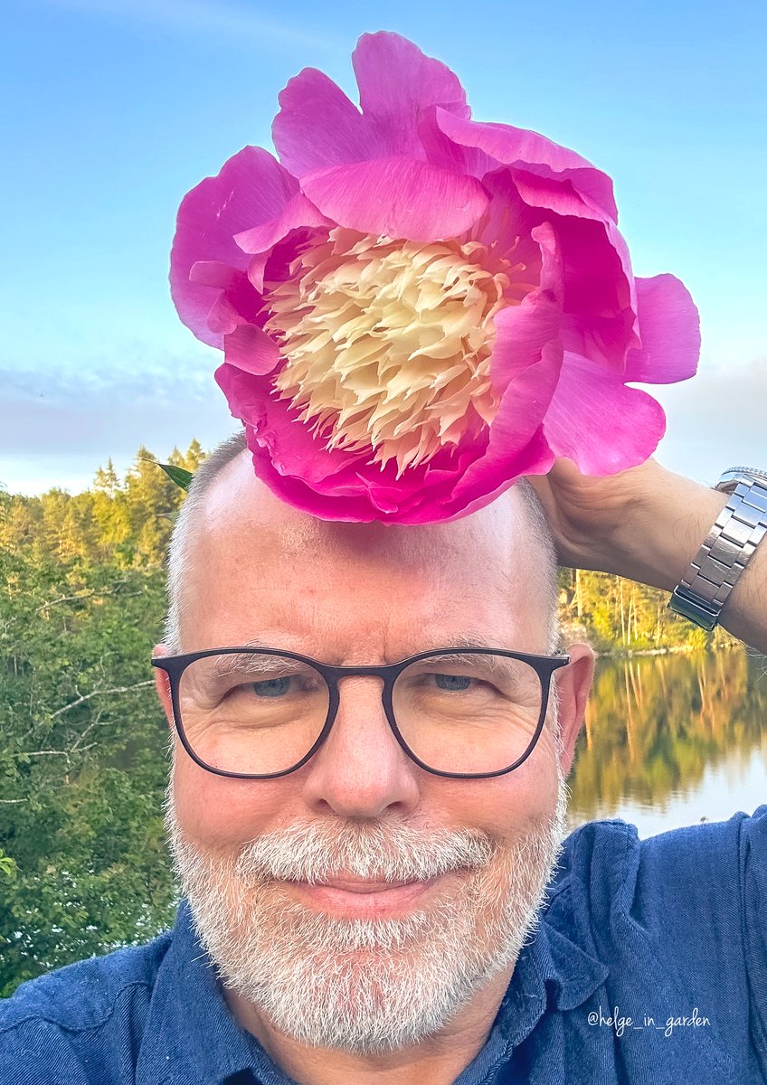 Look at the size - Paeonia lactiflora «Bowl of Beauty»  in our June  garden.
#FlowersOfX #nature #NaturePhotography #gardening #gardens #Norway  #FlowersOnX #GardeningX  #NaturePhoto