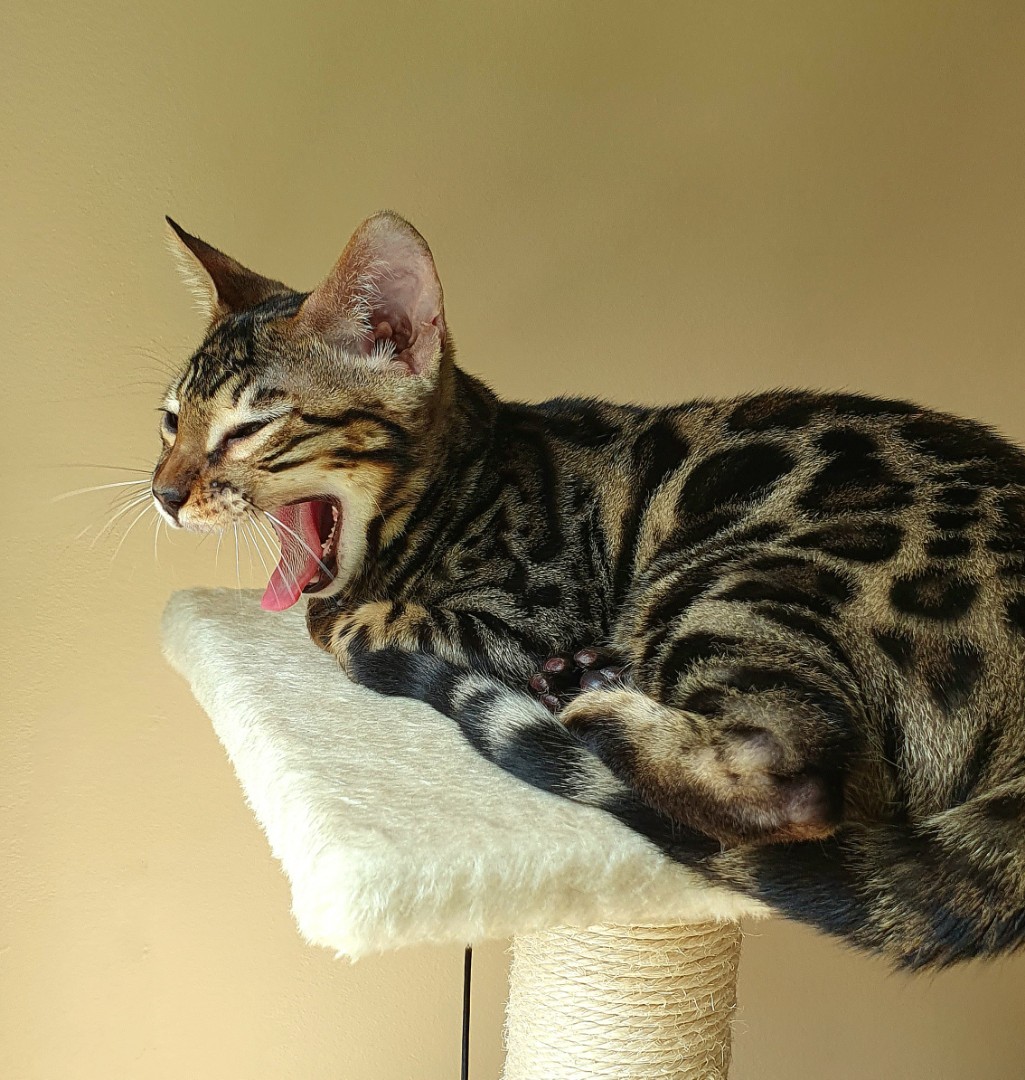 Had to sell down some $CRWV today...