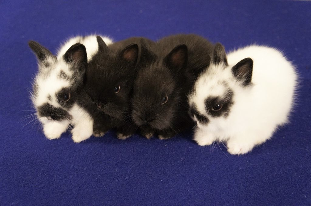 Bunnies (@bunnies) on Twitter photo 