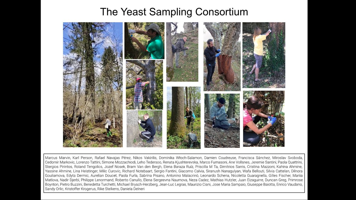 Nicolò Tellini (@nicolo_tellini) on Twitter photo The Saccharomyces Genome Resequencing Project 5 (#SGRP5) will be presented by <a href="/liti_nice/">Gianni Liti</a> at #ICYGMB32 in Paris 🇫🇷, while I'll be at #ESEB2025 in Barcelona 🇪🇸.
If you're around, come say hi - always happy to chat about genomics! The Saccharomyces Genome Resequencing Project 5 (#SGRP5) will be presented by <a href="/liti_nice/">Gianni Liti</a> at #ICYGMB32 in Paris 🇫🇷, while I'll be at #ESEB2025 in Barcelona 🇪🇸.
If you're around, come say hi - always happy to chat about genomics!