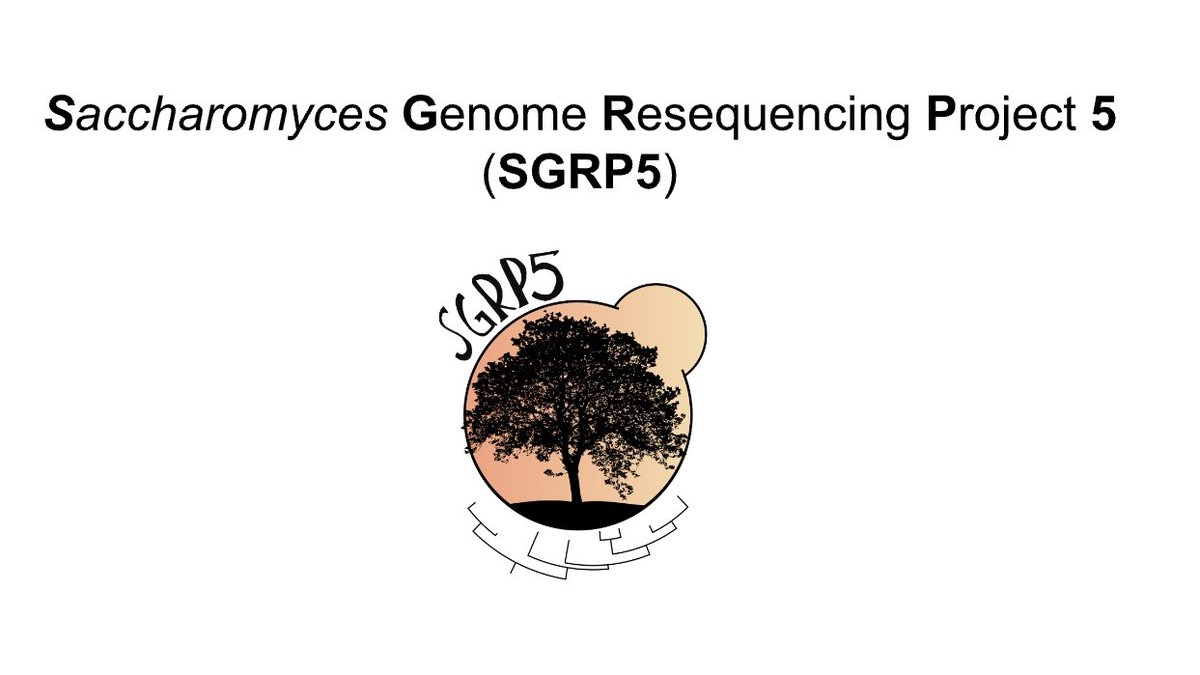 nicolo_tellini's tweet photo. The Saccharomyces Genome Resequencing Project 5 (#SGRP5) will be presented by @liti_nice at #ICYGMB32 in Paris 🇫🇷, while I'll be at #ESEB2025 in Barcelona 🇪🇸.
If you're around, come say hi - always happy to chat about genomics! https://t.co/jhXXrg5FQx