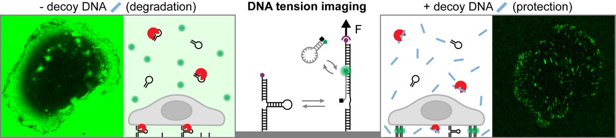 Latest from the lab:🧬Decoy DNA🧬can extend the lifetime of DNA-based tension probes &gt;24h by outcompeting DNases and preserving signal integrity in live-cell tension imaging - simple, general strategy for robust mechanobiology in DNase-rich environments. doi.org/10.1002/anie.2…