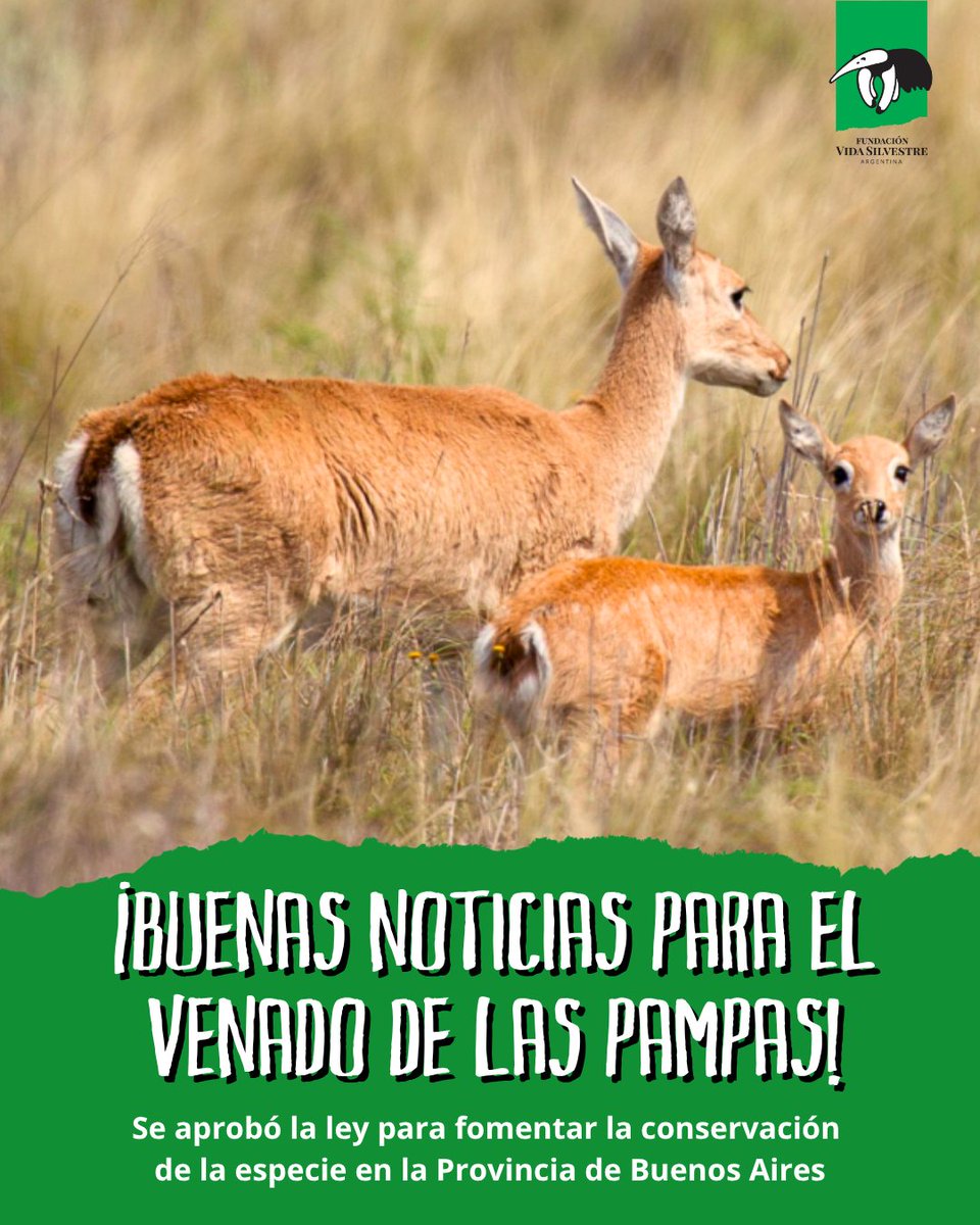 📣 ¡Es ley! Un paso histórico para conservar al Venado de las Pampas🦌

👉La Provincia de Buenos Aires aprobó una ley que otorga beneficios impositivos a aquellos campos que presenten planes de manejo para proteger al venado de las pampas en la Bahía Samborombón.