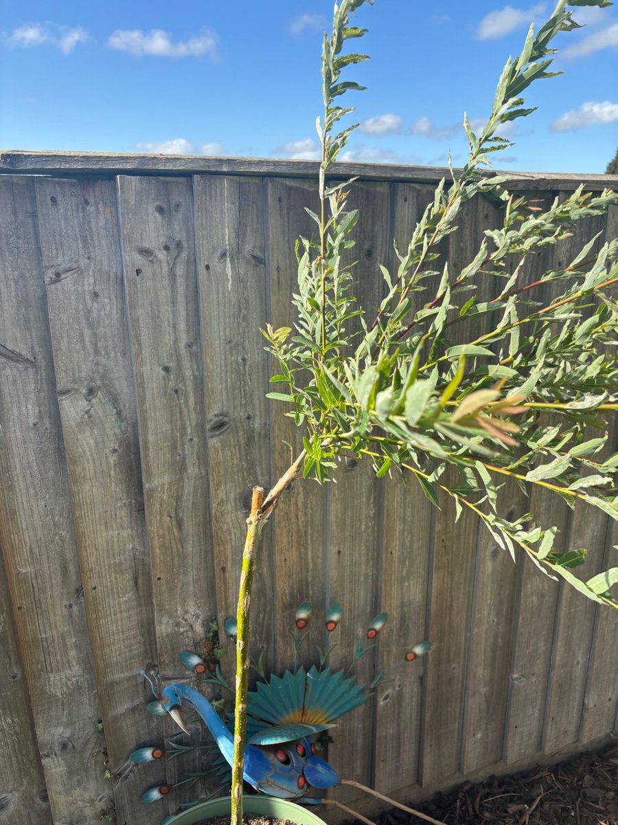 evenstar84's tweet photo. Bought this lovely flamingo salix from @bandq_help and it’s broken at the top within a couple of weeks. Looks like a weakness where it was cut by them 😭 can I do anything? https://t.co/2Y6mfDgt8M