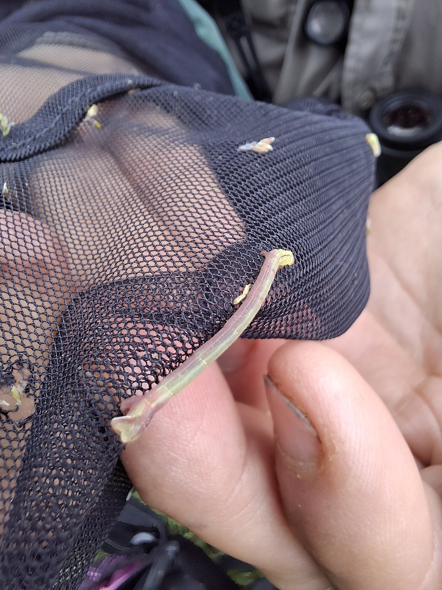 Tara Okon tweet media