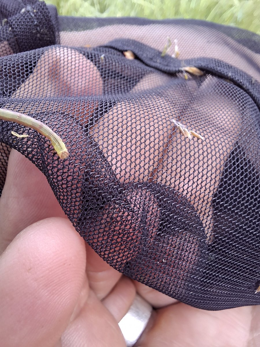 Tara Okon tweet media