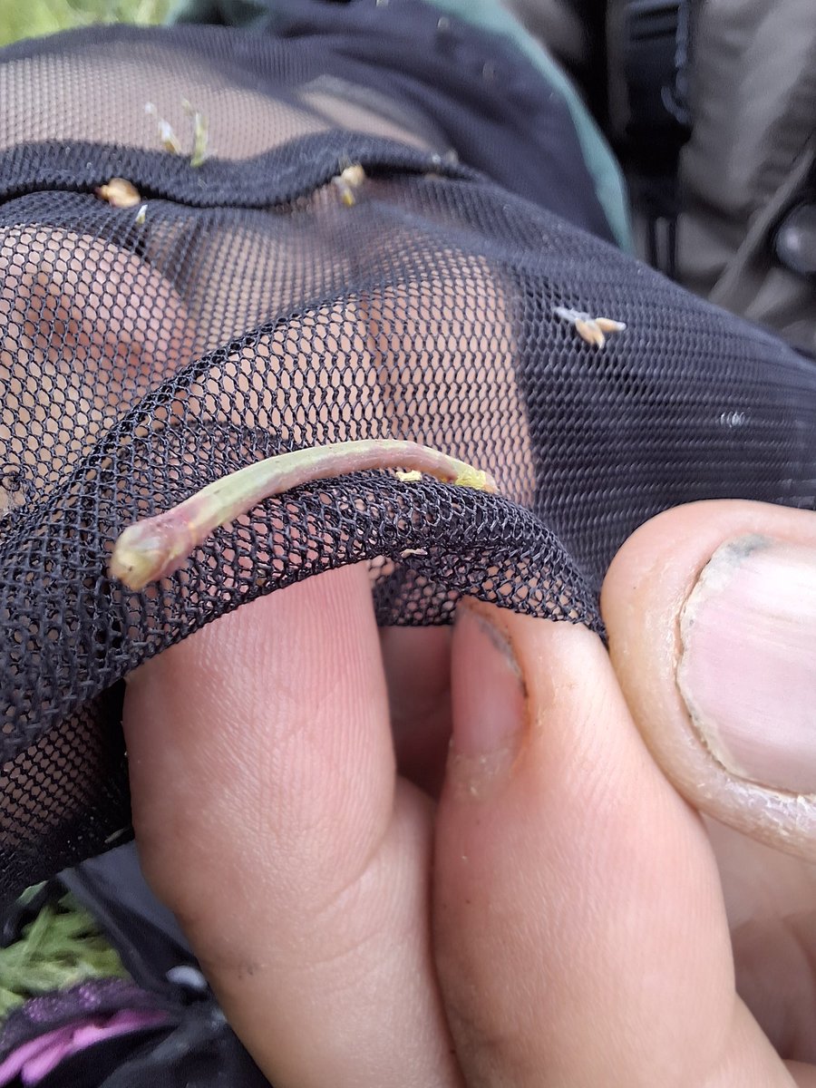 Tara Okon tweet media