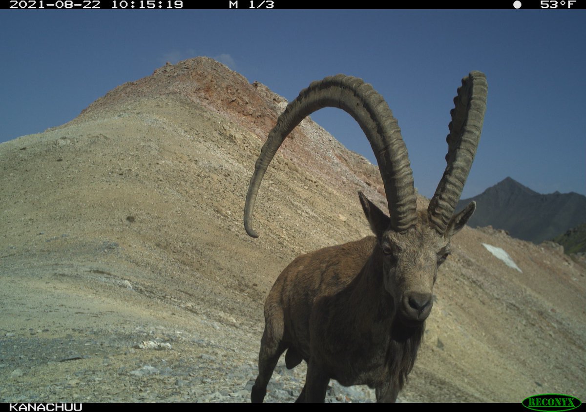 Trail_Cams's tweet photo. https://t.co/mnqW5iaj8j