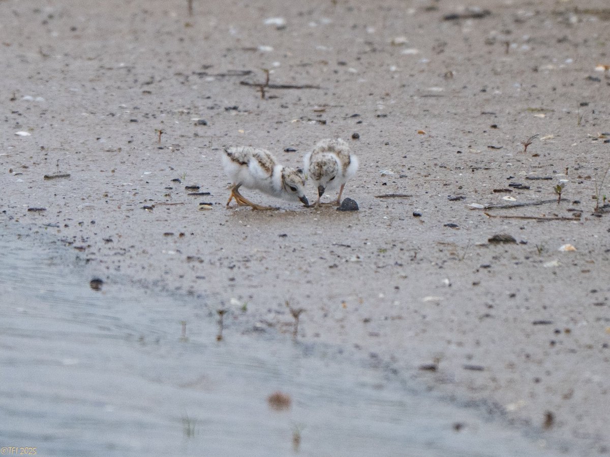 ChicagoPiping's tweet image. Meeting Invite: What's This?
Please RSVP
Accept
Tentative
Decline

📸: Chicago Piping Plovers (chick conference, June 25, 2025)