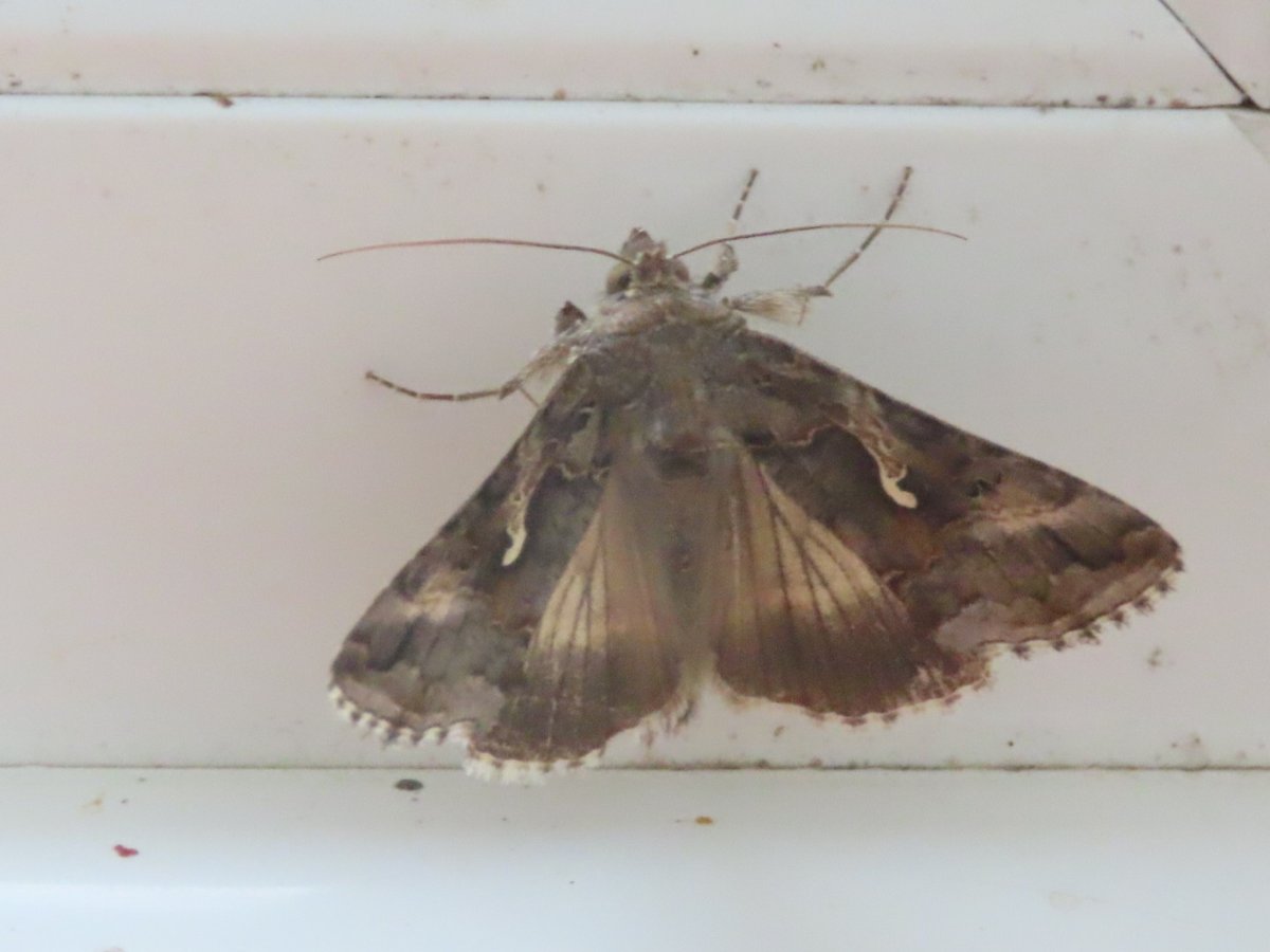 John Hayward tweet media