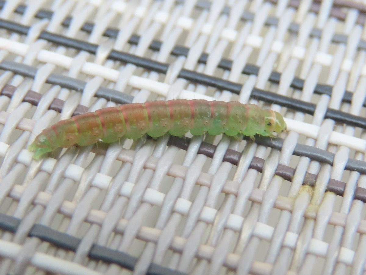 John Hayward tweet media