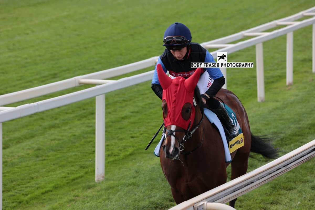 Rory Fraser Photography🤘 (@92roryf) on Twitter photo TUCO SALAMANCA (Belardo x Espoir Et Bonheur) at York recently for a class two handicap (6f)
Trained by <a href="/OllieSangster/">Ollie Sangster</a> and owned by <a href="/PompeyVentures/">PompeyVentures</a>.
A triple winner on the all-weather during the winter and placed at class two level on previous start. TUCO SALAMANCA (Belardo x Espoir Et Bonheur) at York recently for a class two handicap (6f)
Trained by <a href="/OllieSangster/">Ollie Sangster</a> and owned by <a href="/PompeyVentures/">PompeyVentures</a>.
A triple winner on the all-weather during the winter and placed at class two level on previous start.
