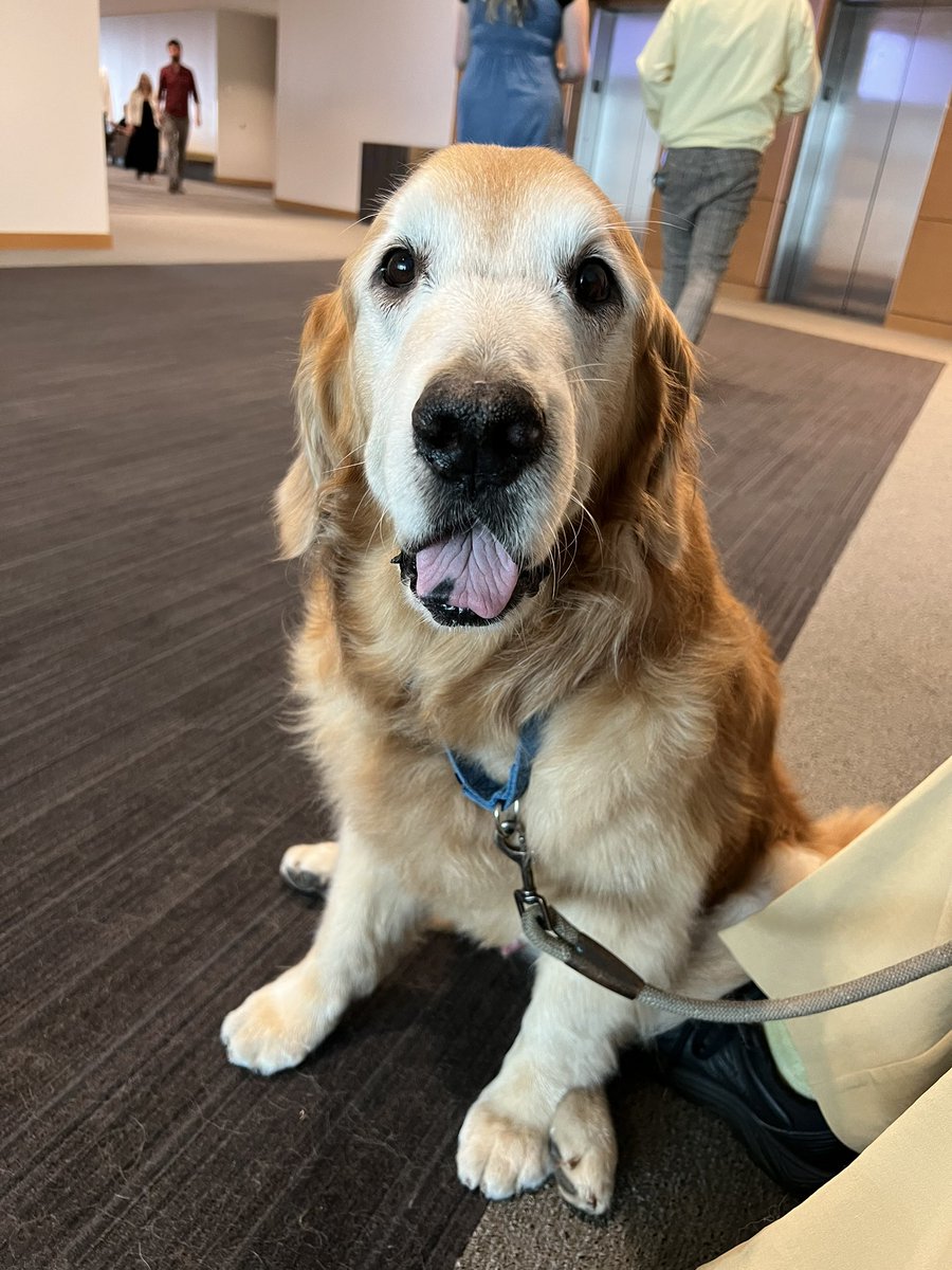 epmurphymn's tweet image. Today, a wise soul brought therapy dogs to the MN Senate. This is Bala, great uncle to Gilbert. 💙
They are called therapy dogs for good reason. 🐾