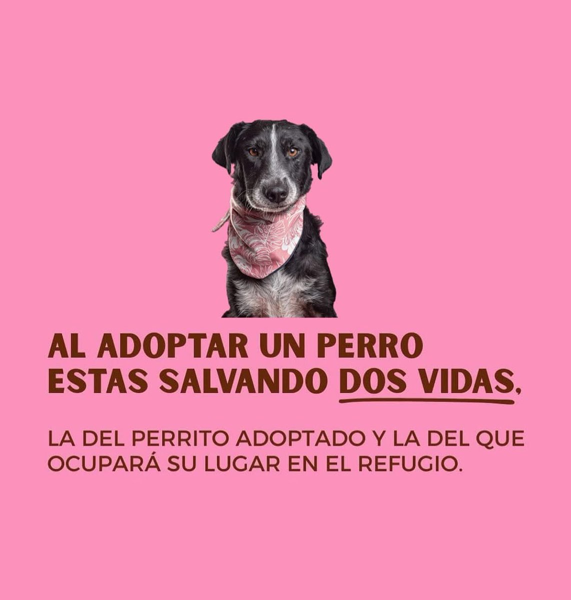 #AdoptaNoCompres