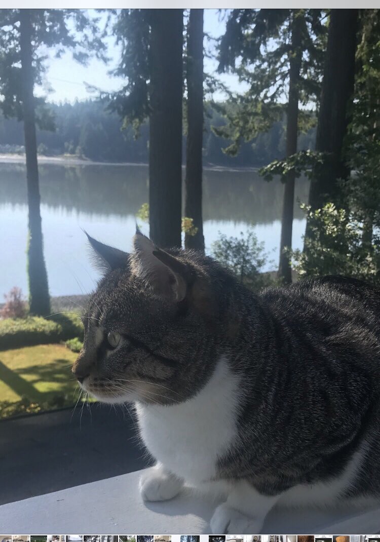 Trisha29072872's tweet photo. @shaindelr Big Boy now Tank shared by @shaindelr from Cat Utopia in Hermiston Oregon on December 2021
He is the sweetest cat in the world, he sat on my lap the entire 5 hour drive home.
Now resides in Washington State! https://t.co/mMgS0D1qQm