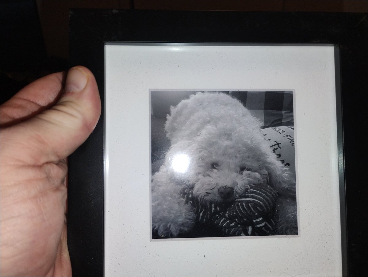 THEAlexMiller1's tweet image. This was my little homie Simon. He was the best boy. He once ate an entire bag of weed candy, slept for 12 hours, woke up, ate a ton of food and passed out in his bowl.