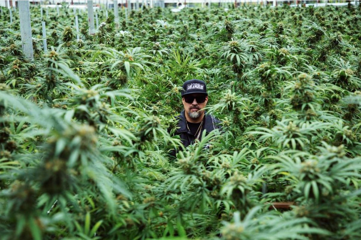 Inside The New Cannabis Power Play: Why B-Real, Mike Tyson And Method Man Are Betting On Seeds 
on.forbes.com/60114bOHT