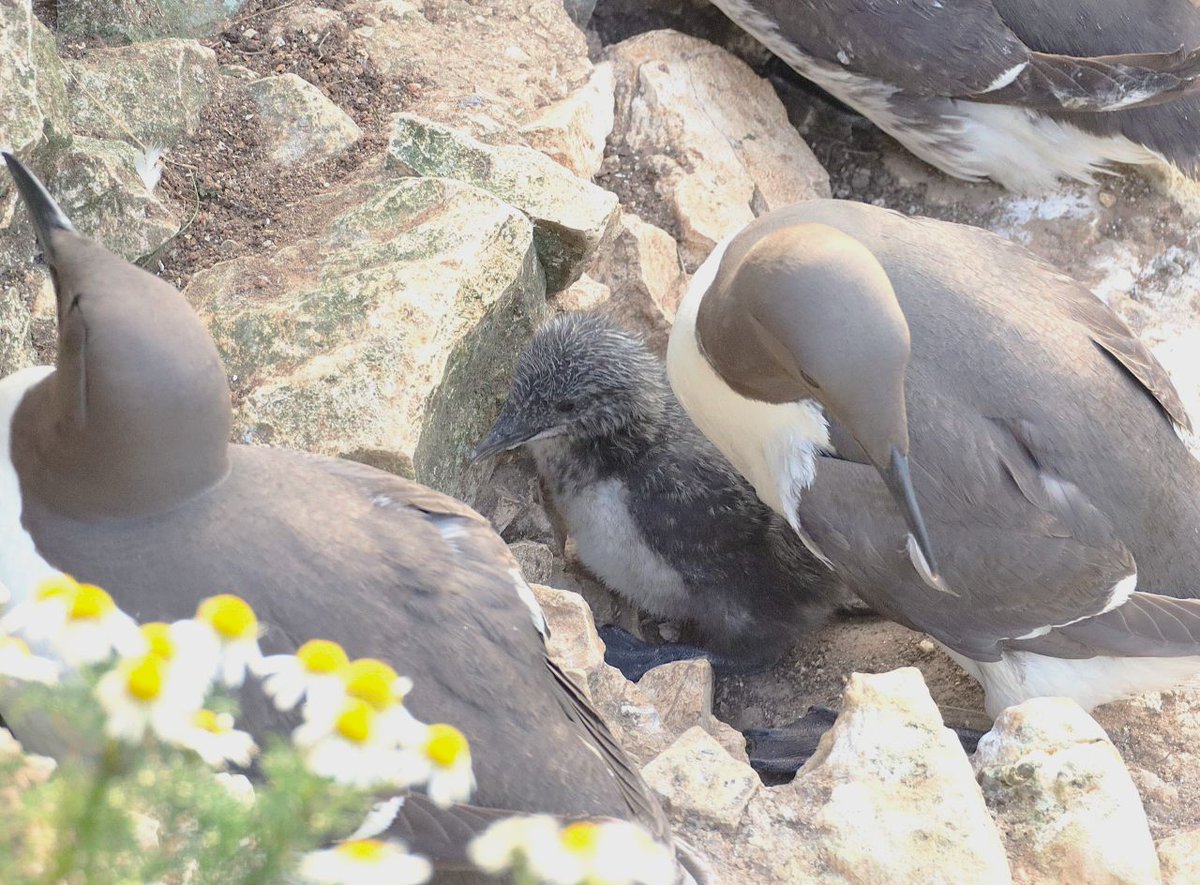 Malcolm (@malcolmsdiary) on Twitter photo Gannets and Guillemots now with varying sized young on recent visit to RSPB Bempton Cliffs
<a href="/Bempton_Cliffs/">RSPB Bempton Cliffs</a> Gannets and Guillemots now with varying sized young on recent visit to RSPB Bempton Cliffs
<a href="/Bempton_Cliffs/">RSPB Bempton Cliffs</a>