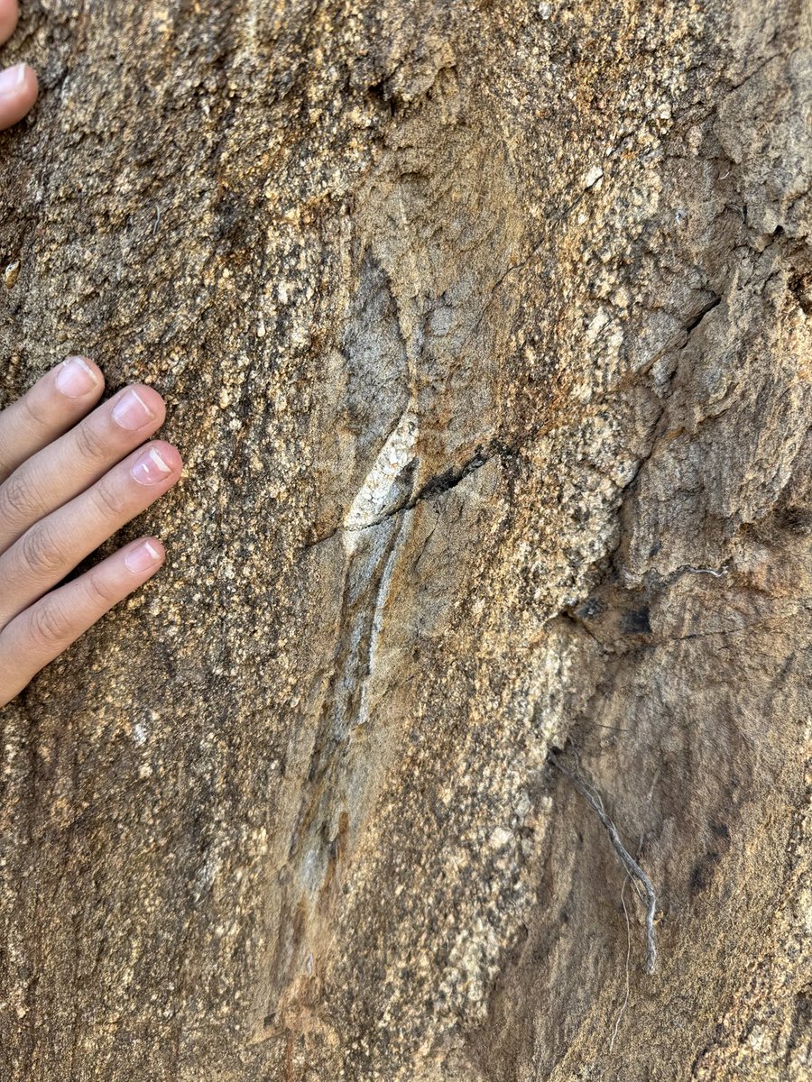 The coolest outcrop. Invasion and remelting of schists by S-type granites. Calc-silicate clast with an earlier generation fo a feldspar dike remains preserved.