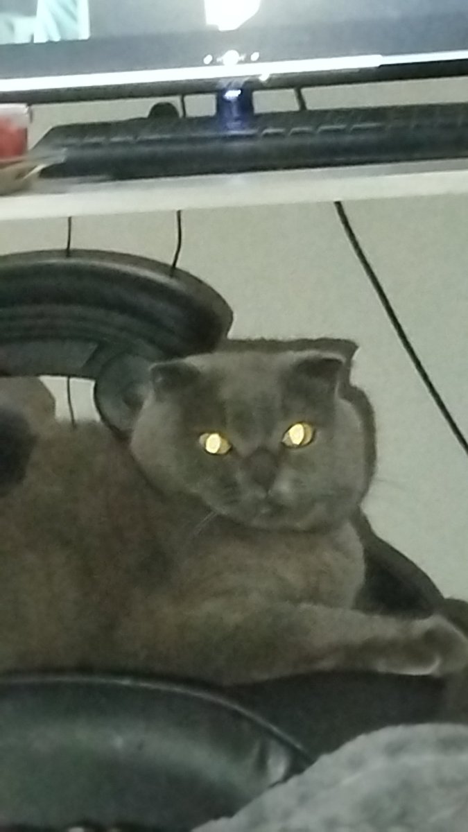 Завёл кота... Он меня за это ненавидет походу.