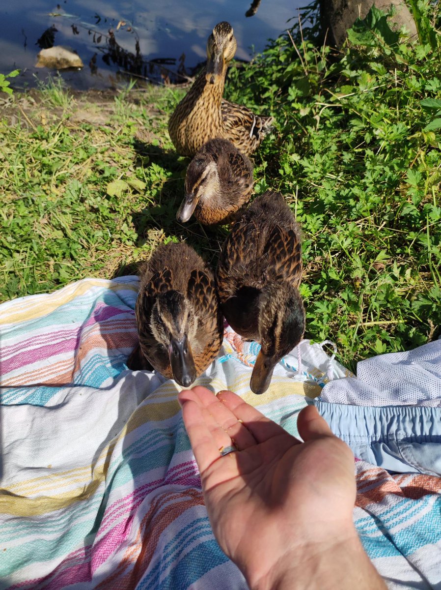 Ducklings + Mom. Go outside!