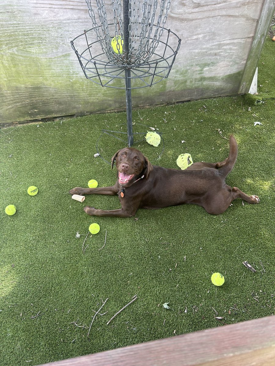 Who is the only one not bothered about this heat wave❓Meeks 🐶 this is my view this afternoon as she’s surrounded by tennis balls and a bone living her best life and I’m sitting here sweating just watching her because she likes to be near people At. All. Times.