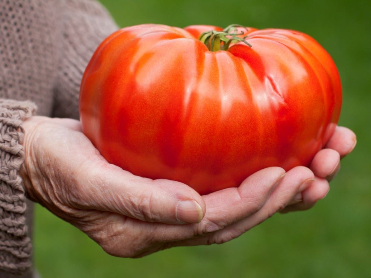 jamiewheal's tweet image. &quot;to grow just five per cent of America’s tomatoes indoors would require “every megawatt” of the country’s renewable-electricity supply.&quot;

–Elizabeth Kolbert